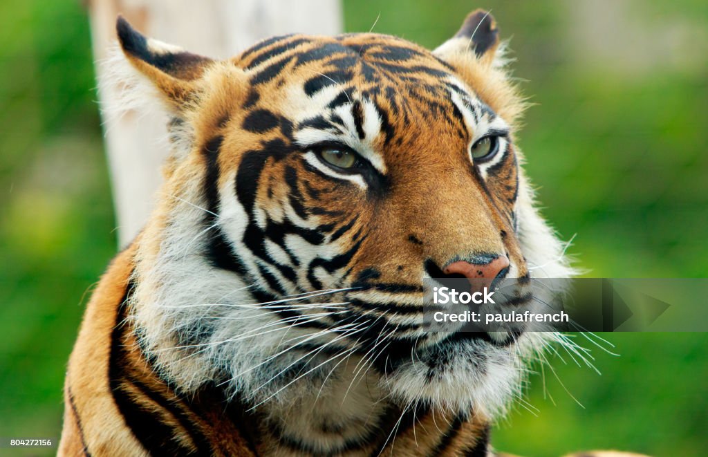 Nahaufnahme von einem Sumatran Tiger Gesicht - Lizenzfrei Zoo von London Stock-Foto