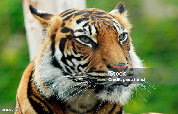Nahaufnahme Von Einem Sumatran Tiger Gesicht Stockfoto und mehr Bilder von Zoo von London - Zoo von London, Sumatratiger, London - England