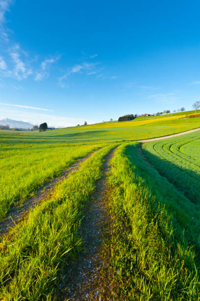 istock Agriculture in Switzerland 804272306