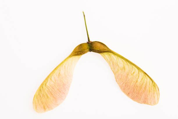 istock Two winged maple seeds attached to the stem 804275198