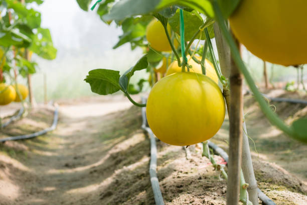 istock yellow melon in greenhouse 804287430
