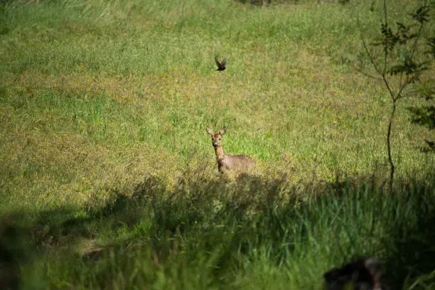 Photo of Roe in the Field