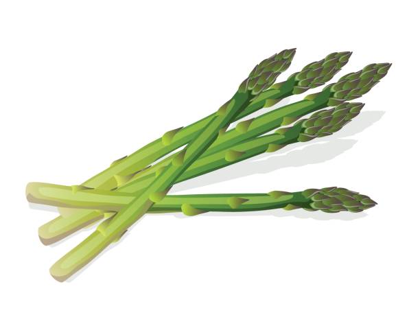 食品・製品 - asparagus vegetable white background freshness点のイラスト素材／クリップアート素材／マンガ素材／アイコン素材