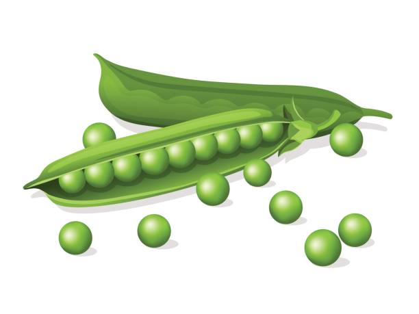 illustrazioni stock, clip art, cartoni animati e icone di tendenza di prodotti alimentari e prodotti - green pea illustrations