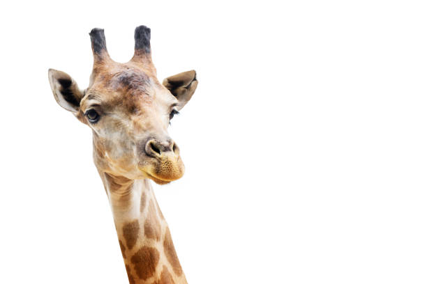 istock Close up shot of giraffe head isolate on white background with clipping path 804299320