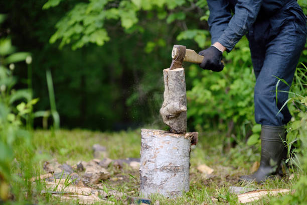 istock The woodcutter cuts firewood in the wood 804301924