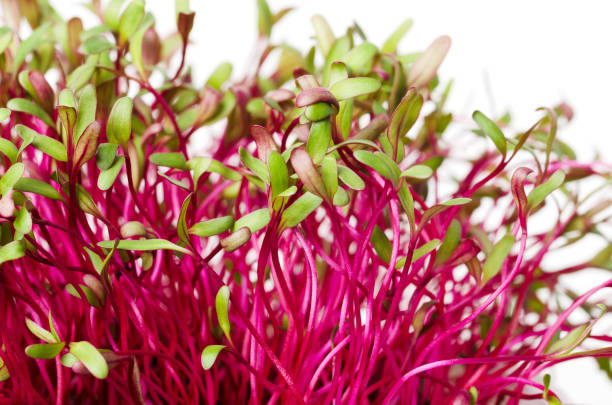 red beetroot, fresh sprouts and young leaves - beet common beet red food imagens e fotografias de stock