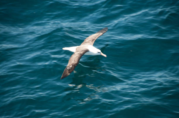 Black-Browed Albatross Flying Low A black-browed albatross soares low over the top of the ocean waves. wandering albatross photos stock pictures, royalty-free photos & images