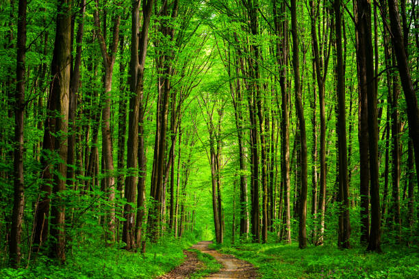 istock spring forest trees. nature green wood sunlight backgrounds. sky 804305594