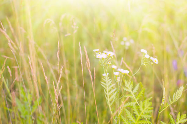 istock Background with daisy flowers, green grass and bright sun light 804305690