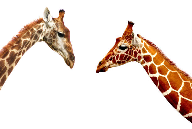 istock Giraffe heads isolated on white background 804305928