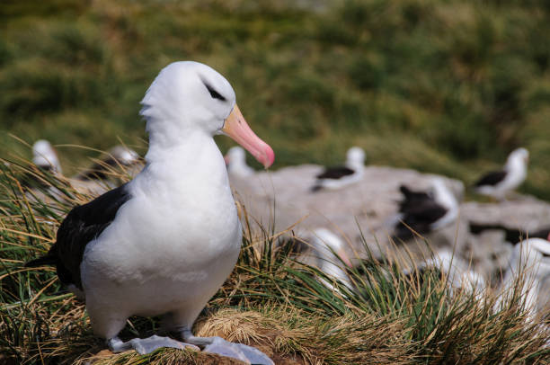 istock Black-Browed Albatross on Westpoint Island 804308268