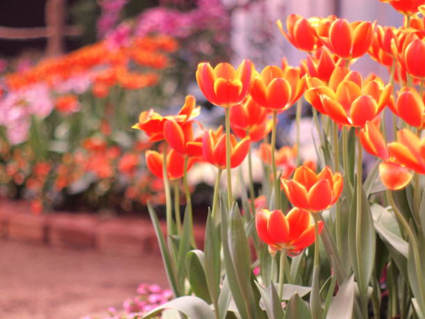 istock Tulips orange soft image / Orange Tulips wallpaper 804308358