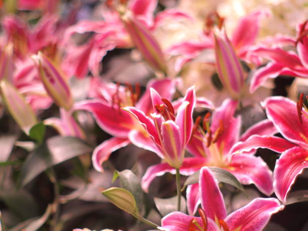 istock Tulips pink soft image / Pink Tulips wallpaper 804308404