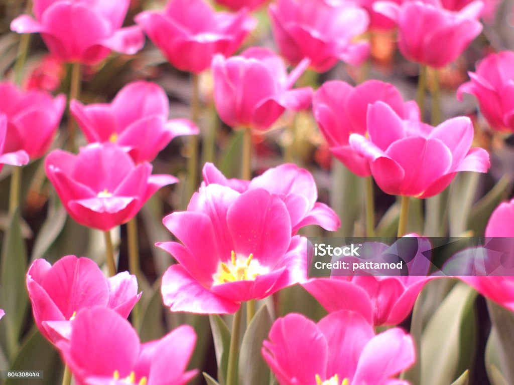 Hình Hình ảnh Mềm Mại Màu Hồng Hoa Tulip Hình Nền Hoa Tulip Màu Hồng ...