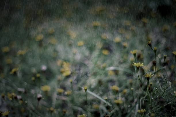 istock Yellow flower in the rain 804308596