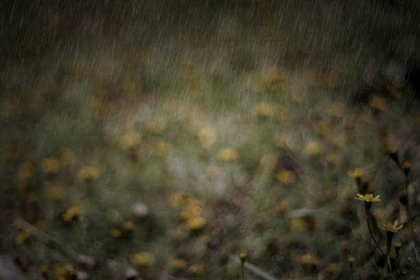istock Yellow flower in the rain 804308606