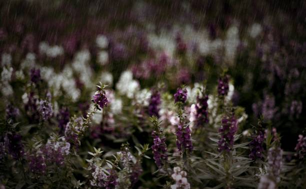 istock Purple flower in the rain 804308614