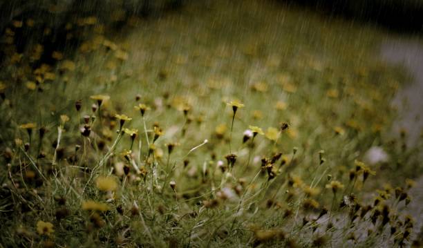 istock Yellow flower in the rain 804308618