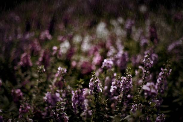 istock Purple flower in the rain 804308628