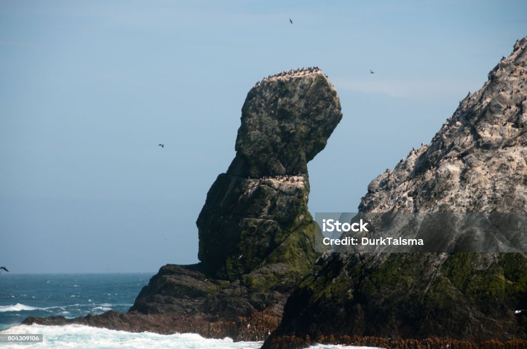 The Shag Rocks The Shag Rocks are six small, uninhabited, islands on the most western part of South Georgia. They are named after the South Georgian Imperial Shags, a sub-species of Comorants. Animal Wildlife Stock Photo