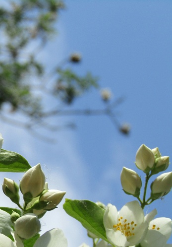 Sky watch over white flowers