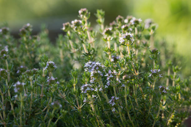 thymus bloemen - tijm stockfoto's en -beelden