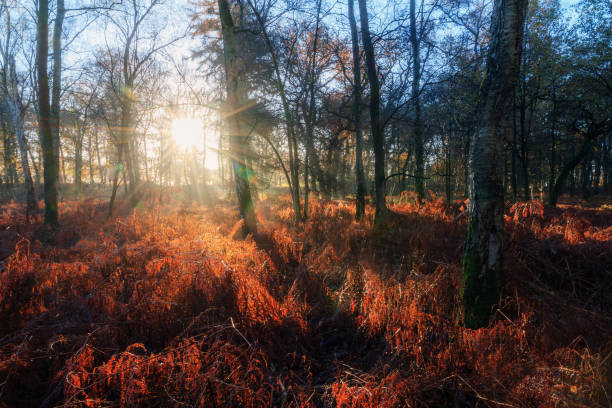 istock Red fern forest sunrise 804316826