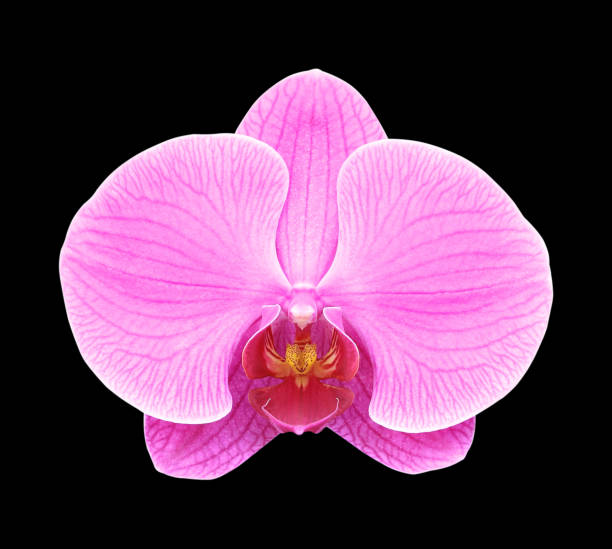 istock Pink orchid flower isolated on black  background 804333286