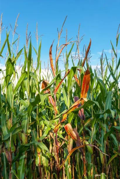 Maize plants with maize ears and male inflorescence on a maize field