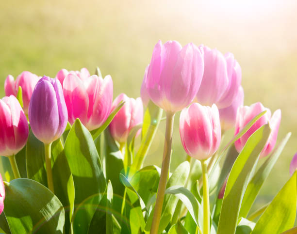istock Tulip flowers growing 804339126