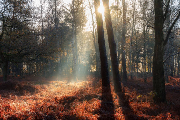 istock Dead fern sunrise 804340118