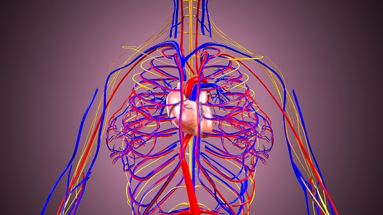 The heart is a muscular organ in humans and other animals, which pumps blood through the blood vessels of the circulatory system.