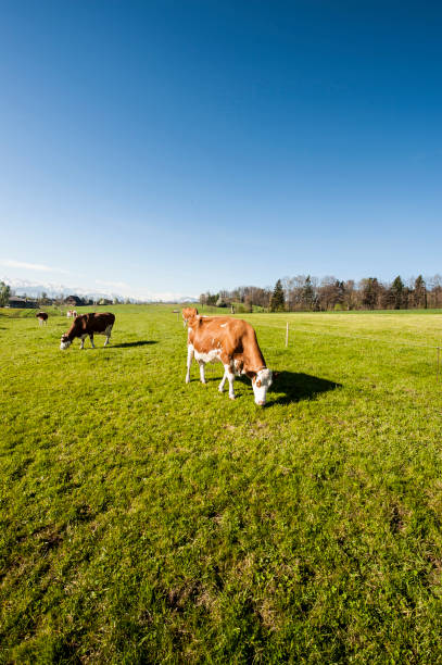 Cows grazing on fresh green mountain pastures on the background of snow-capped Alps. Animal husbandry in Switzerland, fields and meadow. The village engaged in the production of milk.