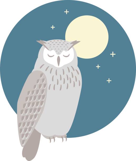 sleeping owl vector illustration owl illustrations stock illustrations