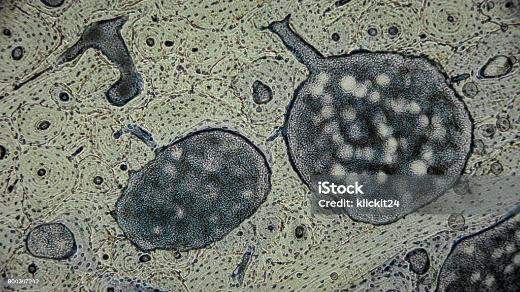 Human Microscope Human Cells Under The Microscope Stock Photo - Download Image Now ...