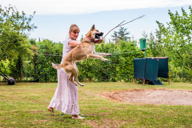 Young smiling woman playing with her dog in a park. She is holding a stick,  Dog tries to catch it on  warm summer day. Dense green grass. Caucasian girl and a flying dog