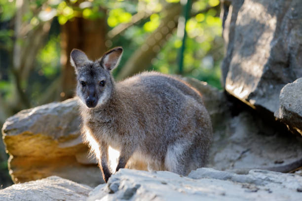 istock Red-necked Wallaby kangaroo baby 804354700