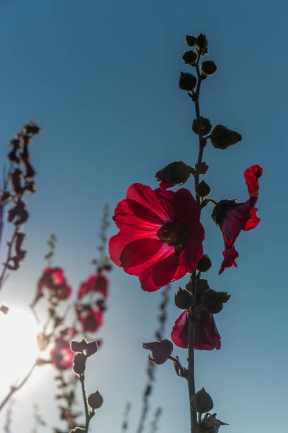 Alcea,commonly known as hollyhocks, is a genus of about 60 species of flowering plants in the mallow family Malvaceae.They are native to Asia and Europe.Hollyhocks are annual,biennial,or perennial plants usually taking an erect, unbranched form.The herbage usually has a coating of star-shaped hairs.The leaf blades are often lobed or toothed, and are borne on long petioles. The flowers may be solitary or arranged in fascicles or racemes.The notched petals are usually over three centimeters wide and may be pink,red,white,purple, or yellow.