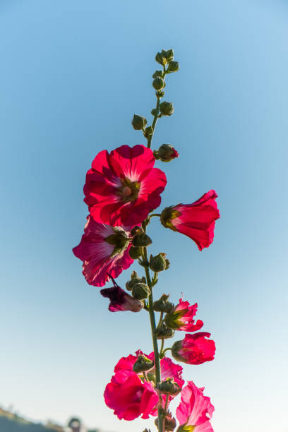 Alcea,commonly known as hollyhocks, is a genus of about 60 species of flowering plants in the mallow family Malvaceae.They are native to Asia and Europe.Hollyhocks are annual,biennial,or perennial plants usually taking an erect, unbranched form.The herbage usually has a coating of star-shaped hairs.The leaf blades are often lobed or toothed, and are borne on long petioles. The flowers may be solitary or arranged in fascicles or racemes.The notched petals are usually over three centimeters wide and may be pink,red,white,purple, or yellow.