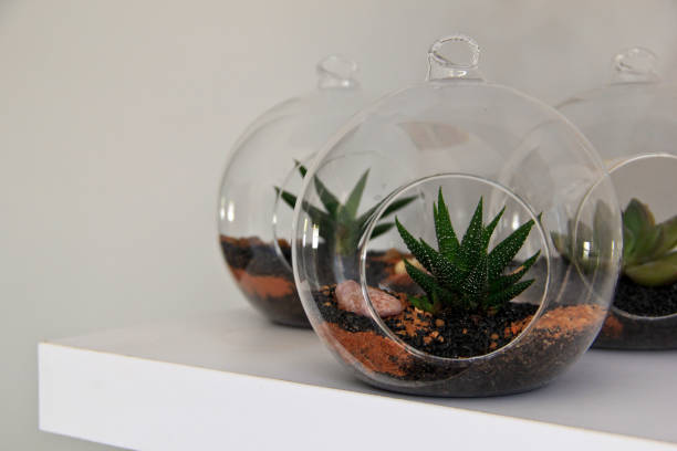 istock Succulents in round glass terrariums 804355124