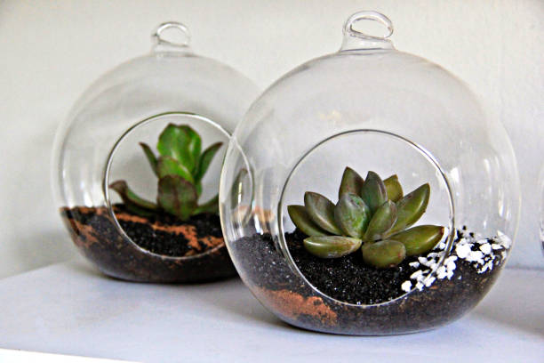 istock Succulents in round glass terrariums 804355146