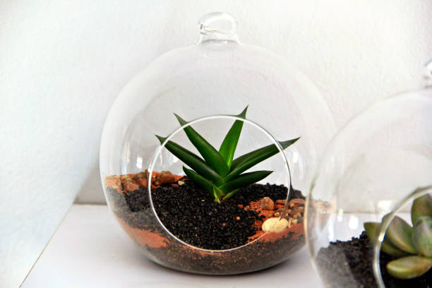 istock Succulents in round glass terrariums 804356058