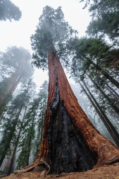 Giant Sequoia's in Sequoia National Park, California, USA.
