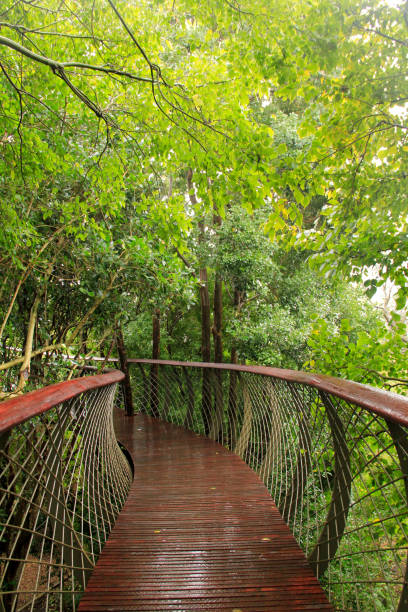 istock Kirstenbosch gardens boomslang 804358726