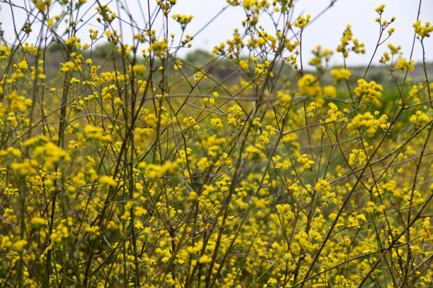 istock A field of small yellow flowers 804359012