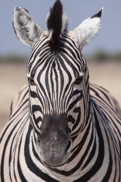 zebra portrait stock photo