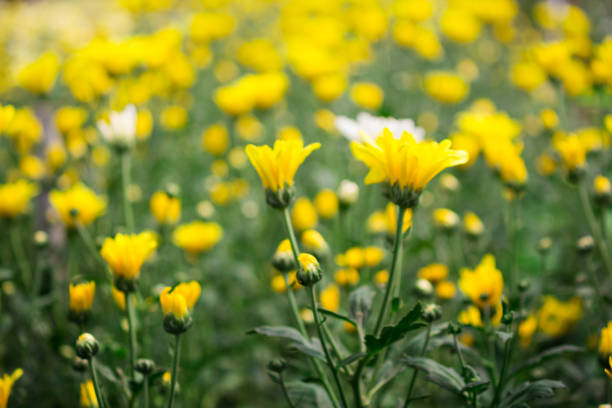 istock blurred of flowers with bokeh blackground 804368018