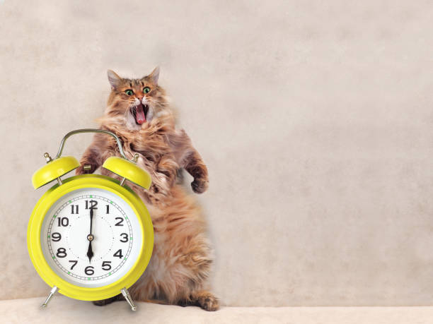 istock The big shaggy cat is very funny standing.clock 1 804368536