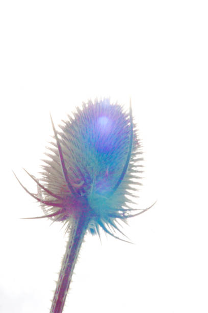 abstract close up of a ripening teasel - perennial selective focus vertical tilt imagens e fotografias de stock